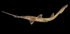 Sawshark