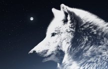 wolf-2559391_1280
